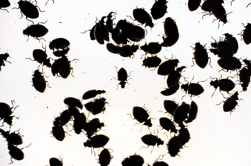 Illustration for article titled Shooting Challenge: Bugs 3